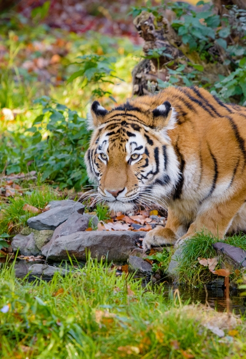 Tiger (Panthera tigris) . Fish & Wildlife Service