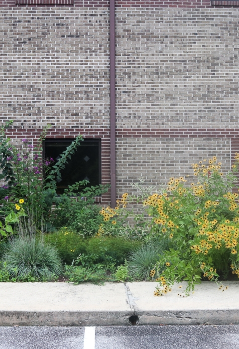 A diversity of flowering plants in front of an office building