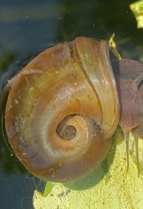 Magnificent ramshorn snail underwater on a leaf