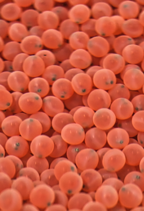 orange fish eggs with eye balls