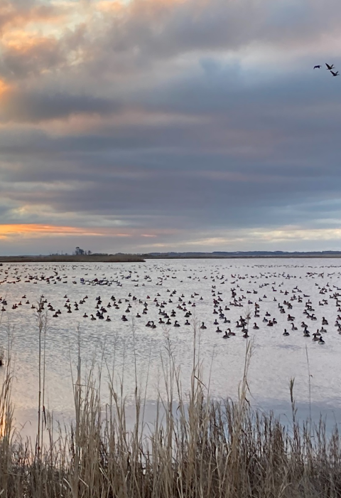Waterfowl gather in a marsh at sunrise. Overhead more waterfowl fly. There are thick blue and grey clouds tinged in orance. 