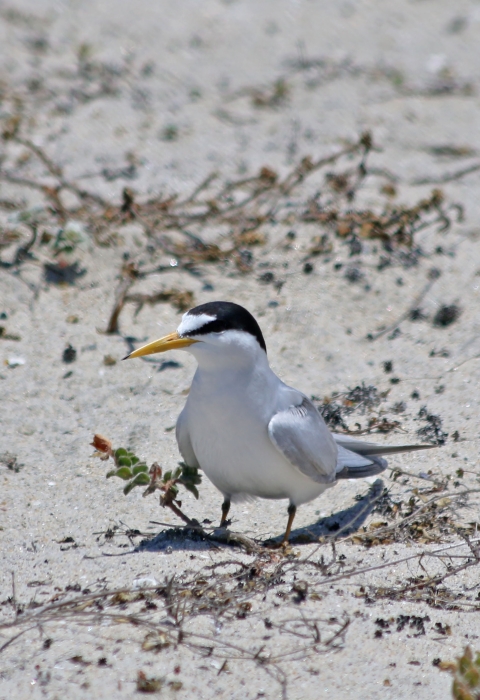 A California least tern bird 