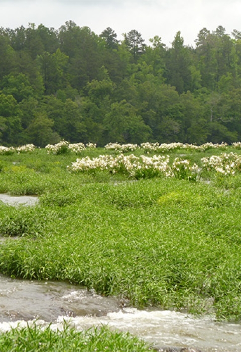 A wide view of the river with a field of Cahaba lilies.