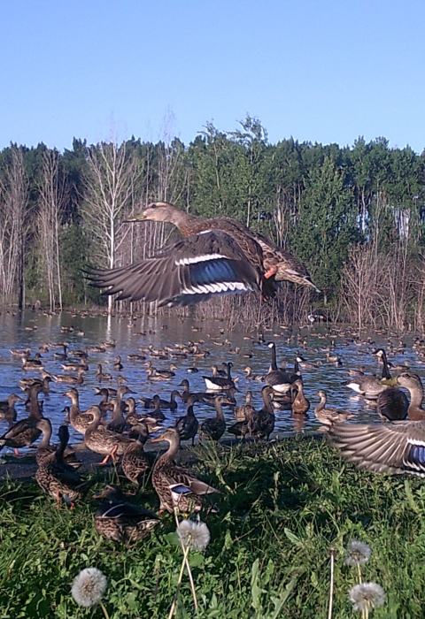 ducks and geese swim and fly around a wetland