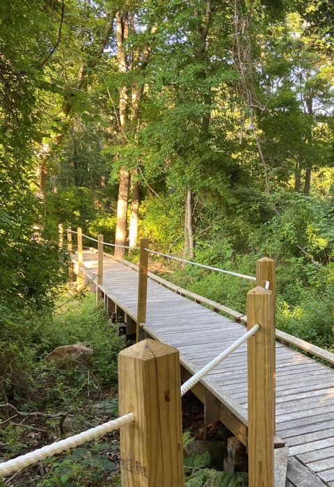 A boardwalk weaves through the trees of a forest. Lining the boardwalk is a railing made of rope. It is a sunny day.. 