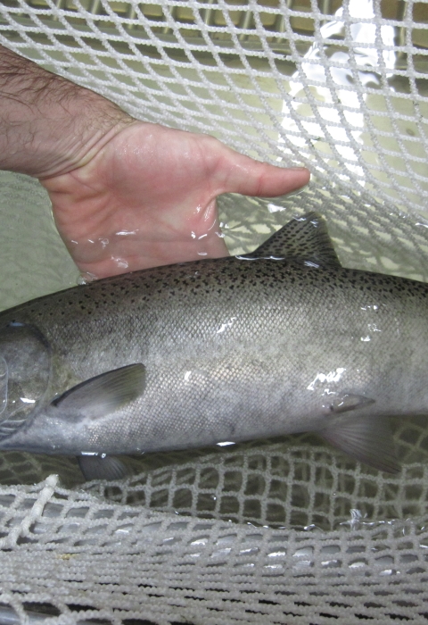 silver fish in a net
