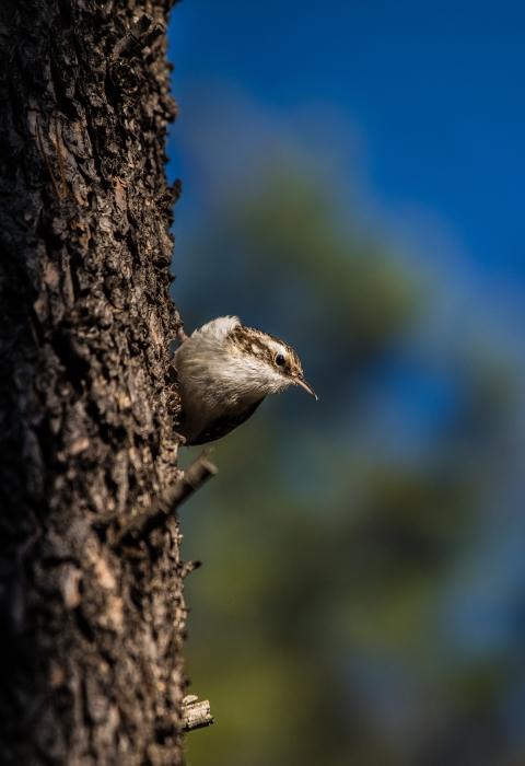 A small brown cream colored bird with a brown stripe down the site of it's face perched on the side of a large tree trunk