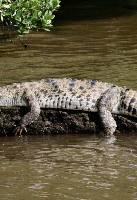 A crocodile suns on a log.