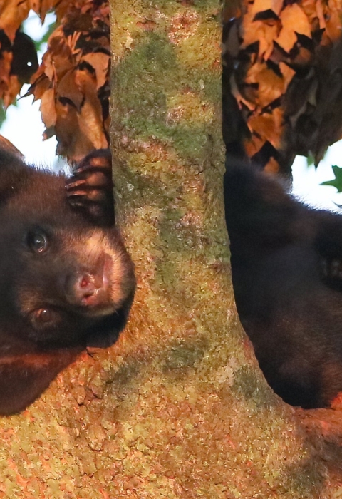 Small, black bear cub rests horizontally in the fork of a tree