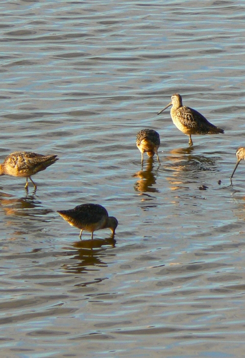 Multiple long-billed shorebirds wade in shallow water.