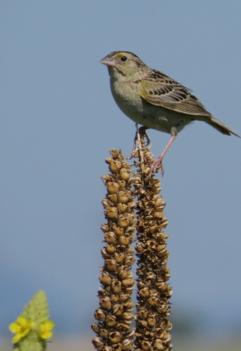 A cream colored bird with dark patterns on it's wings standing on vegetation in a grassland