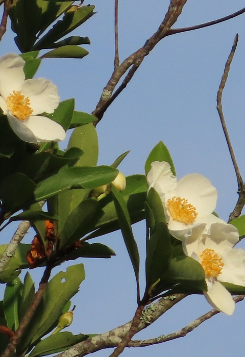 Cream-petaled with orange center Loblolly flowers next to green leaves