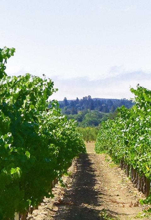 A vineyard row in California with grape vines on either side of an open dirt path