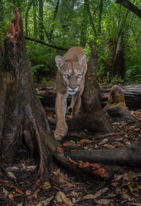 A Florida panther is shown walking through a swamp.