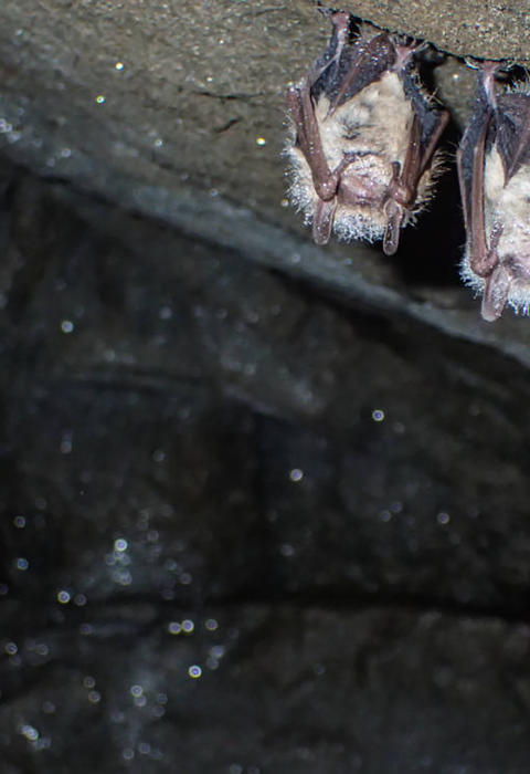 Three small fuzzy tricolored bats covered in dew hang from the ceiling of a cave. 