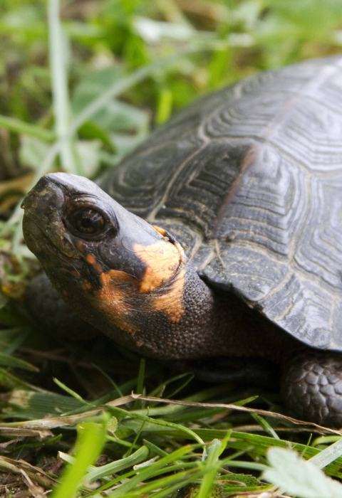 An adult bog turtle stands in green grass and looks up, showing the orange marking on its neck. 