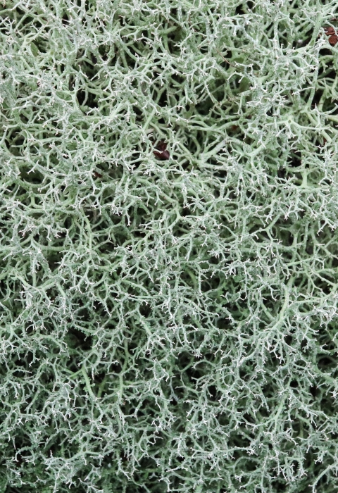 A mass of fibrous lichen