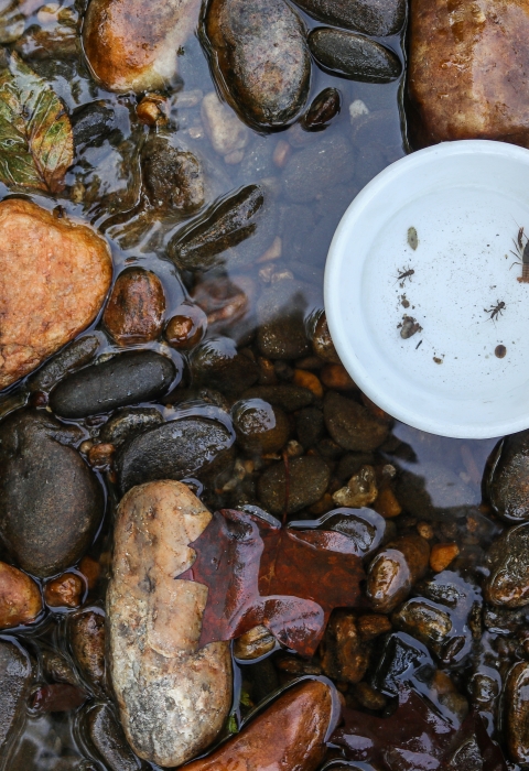 Bowl containing aquatic invertebrates resting on rocks
