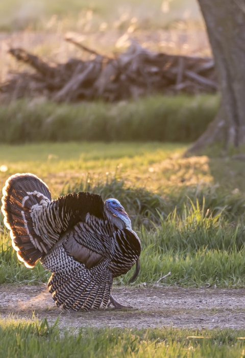 A male turkey struts down a gravel road. 