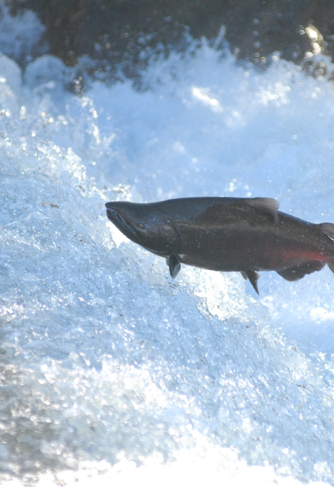 A large salmon with a red underbelly soars over the whites of rapid waters.