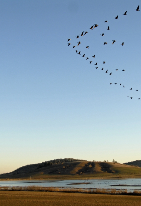 Waterfowl fly in formation over a marsh with hills in the distance
