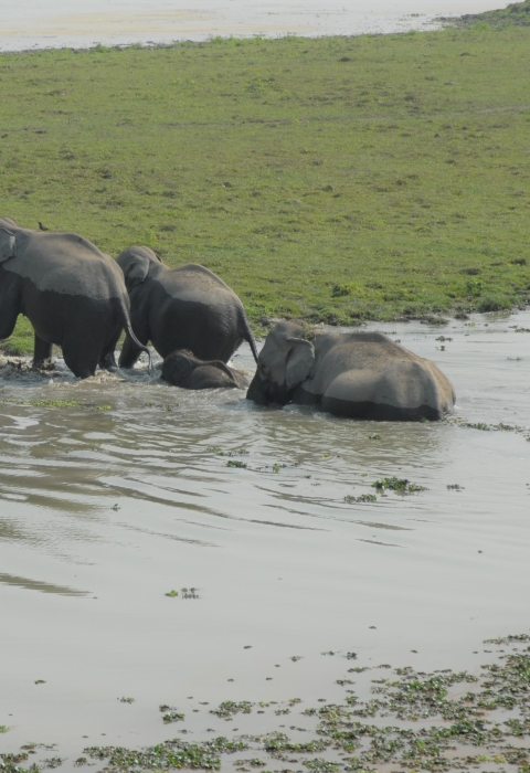 A group of three Indian elephants crossing a river or body of water.