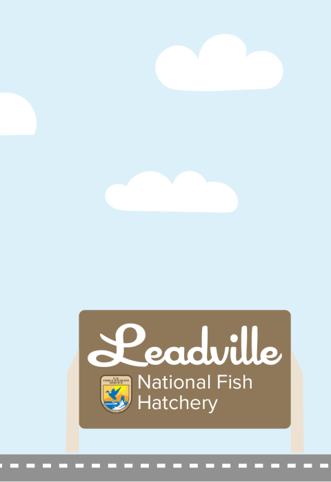 A graphic featuring a light blue sky with puffy clouds. At the bottom of the graphic, a fish drives a car along a road toward a sign that reads "Leadville National Fish Hatchery"