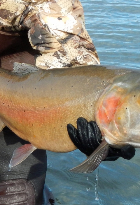 Back after More than a Century | U.S. Fish & Wildlife Service