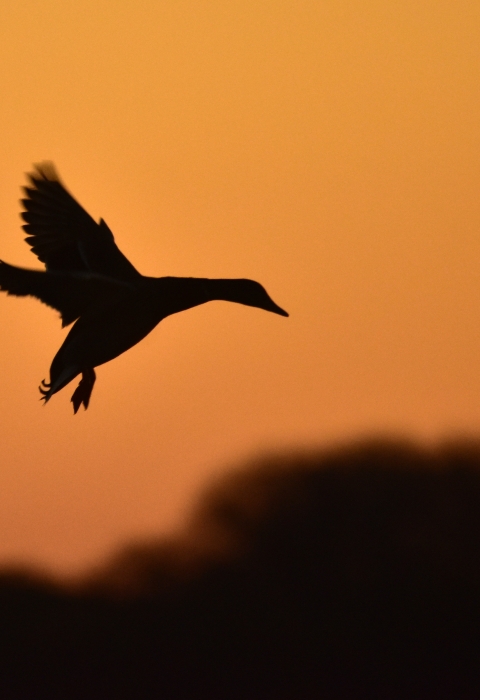 Mallard in flight during dusk. 