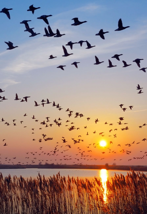 Ducks flying over water at sunset