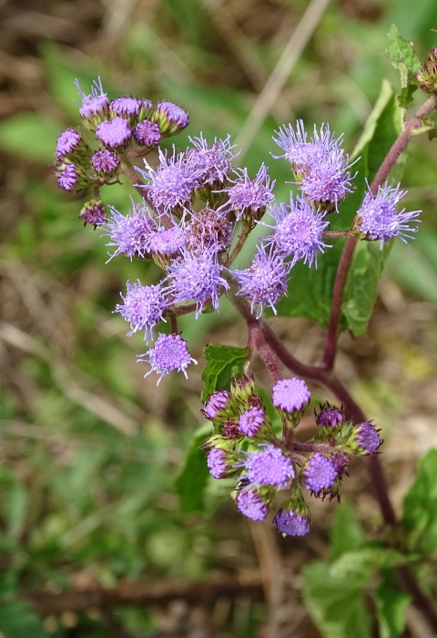 Purple spikey flowers on a woody stem from the ground