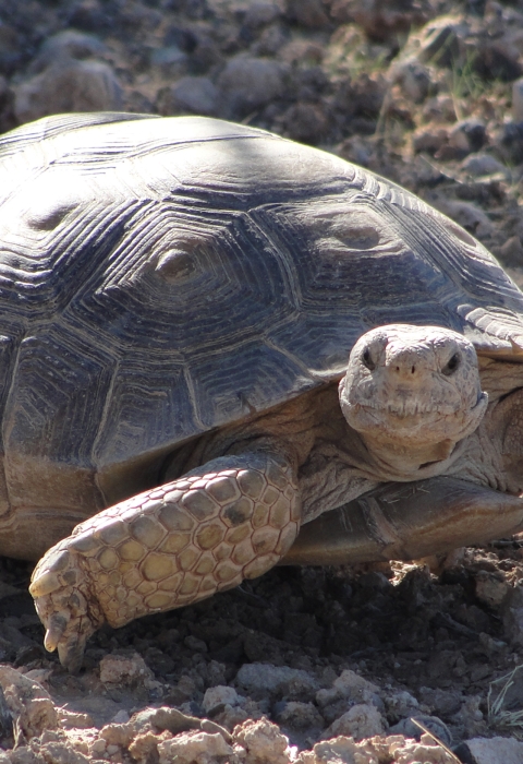 Desert Tortoise (Gopherus agassizii) . Fish & Wildlife Service