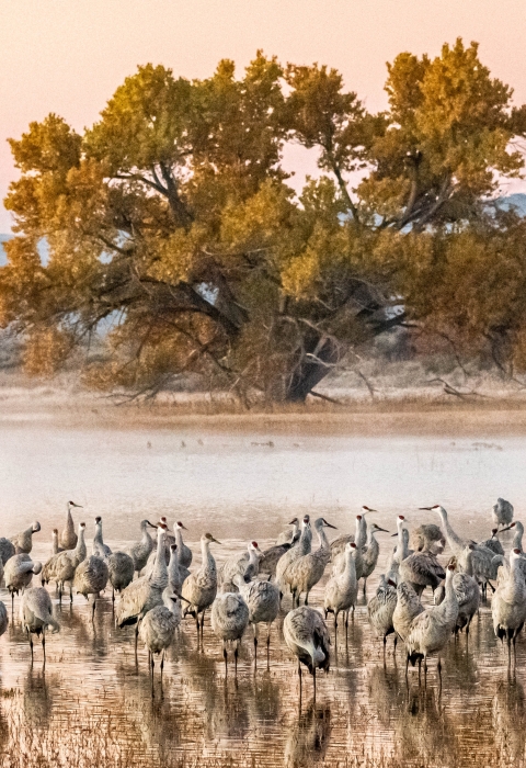 a large flock of sandhill cranes in front of a lone tree in a wetland