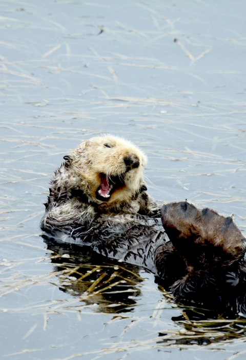 Please Don't Poke the Sea Otters . Fish & Wildlife Service