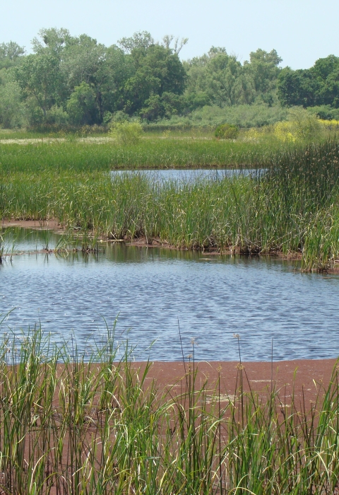 Seasonal wetland at Stone Lakes NWR