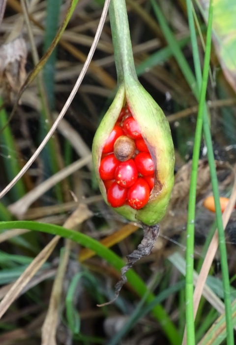 A cluster of bright red berries nestled in a green pod handing from a plant stem