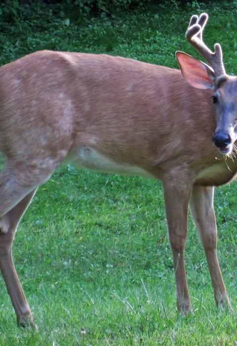 A white-tailed deer on grass field
