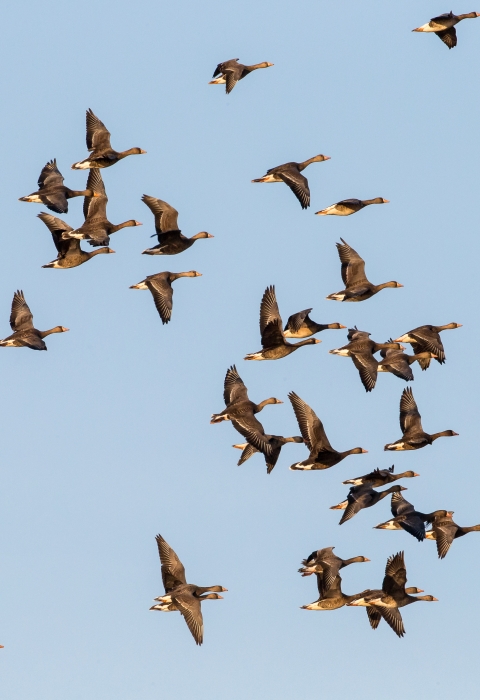 A flock of ducks is flying in front of a blue sky.