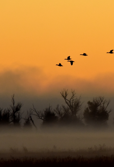 Waterfowl in flight during a foggy sunrise