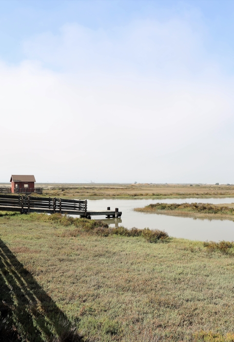 Boardwalk stretches over wetland habitat, with small cabin visible in the distance