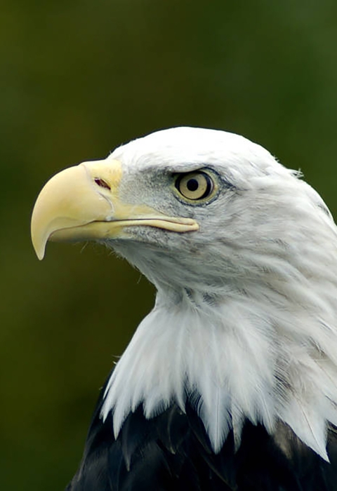 Headshot of a Bald eagle. 