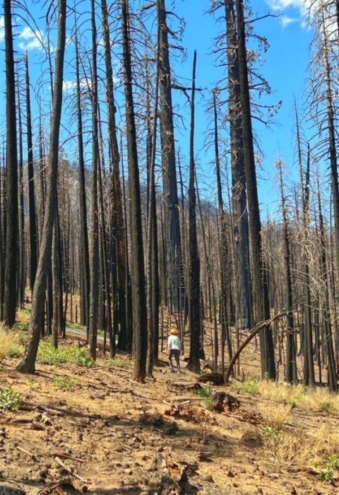 a biologist stands in a burned forest with little regrowth