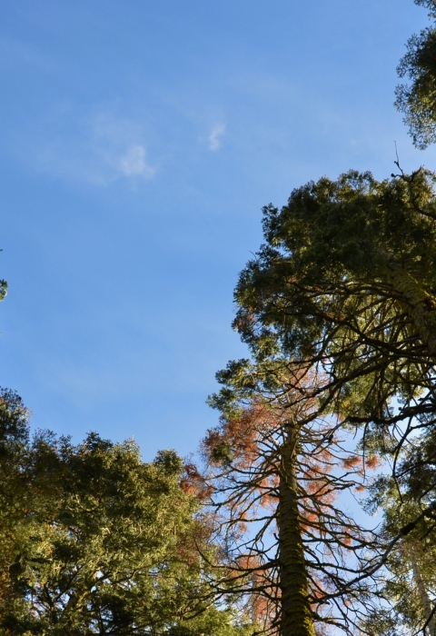 A view of the blue sky and tree canopy from beneath tall pine trees