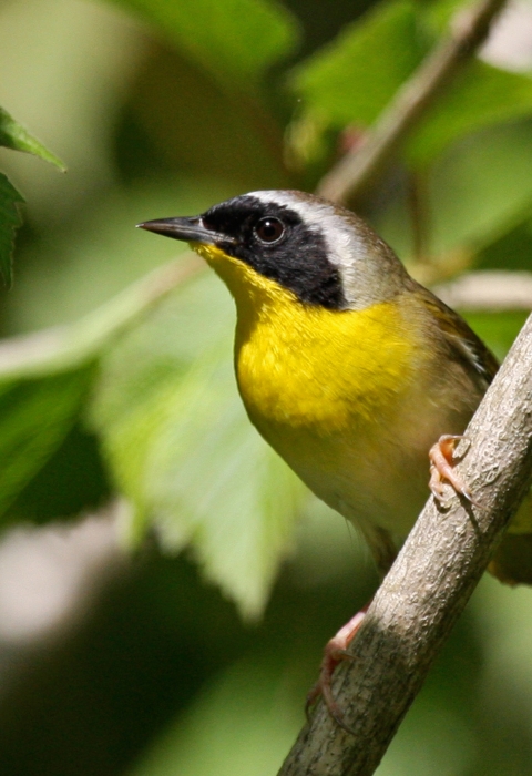 a yellow and black bird with a light stripe on the top of its head perches on a tree limb