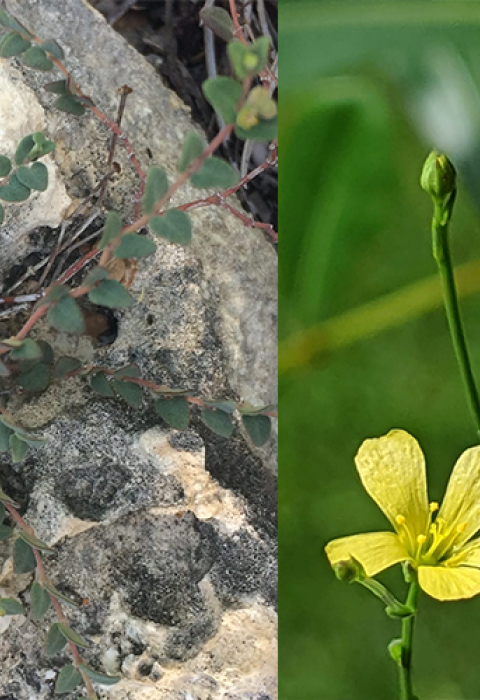 Four pictures from left to right: Yellow flower with five yellow petals and dark red center, a vine with small green leaves growing on a limestone crevice, two yellow daisy-like flowers, green stem with green leaves.