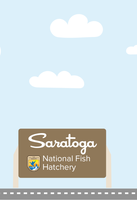 A graphic featuring a light blue sky with puffy clouds. At the bottom of the graphic, a fish drives a car along a road toward a sign that reads "Saratoga National Fish Hatchery"