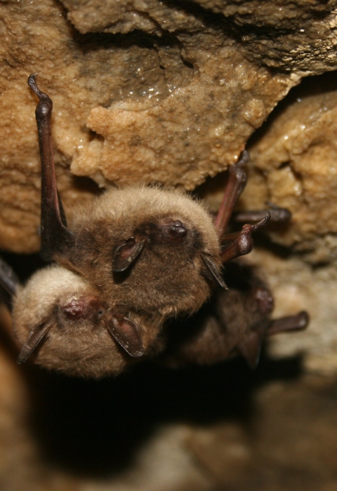 Small group of little brown bats attached to a rock ceiling. 