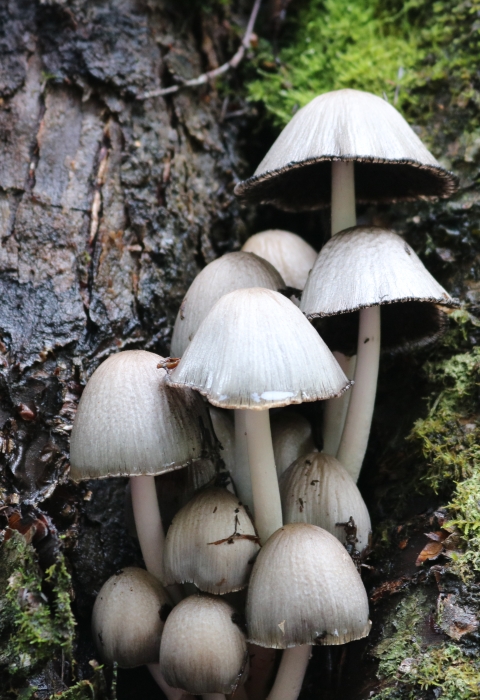 White capped mushrooms with a dark underside on a thin white stalk growing in a tree crevice