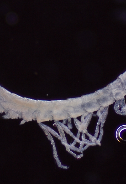 Ingofellidae amphipod