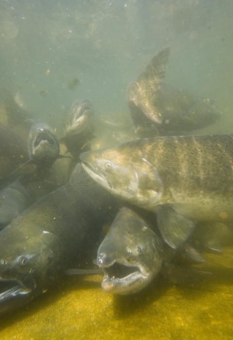 A group of salmon underwater facing the camera with mouths open